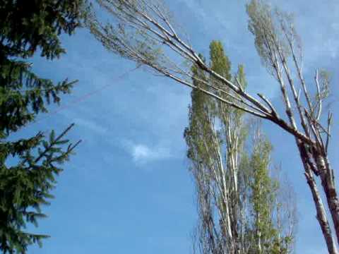 Poplar Tree Removal - YouTube