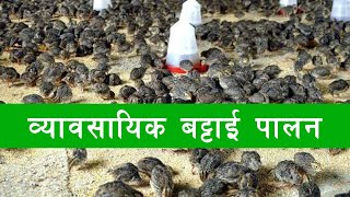 बट्टाई पालन | quail farming in nepal  | battai palan in nepal | battai chara