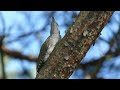 Juvenile grey-headed or grey-faced woodpeckers (Picus canus) - Pelēkās dzilnas jaunuļi