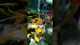 Visit the largest fish collection in Sri Lanka ..