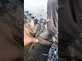 stuck injector Xylo 1 number..#mechanic #automobile ..