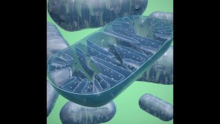 Optimizing Mitochondrial Health - Details