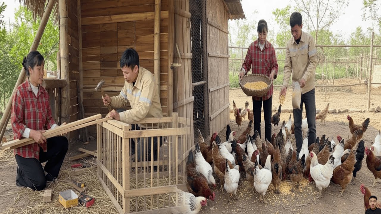 Сможет ли этот новый план спасти ферму? Де и Хуен выращивают 1000 цыплят. 