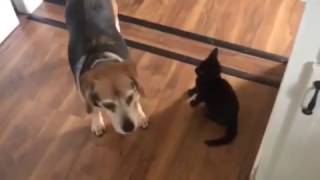 Kitten vs dog by I Love Animals 19 views 7 years ago 38 seconds