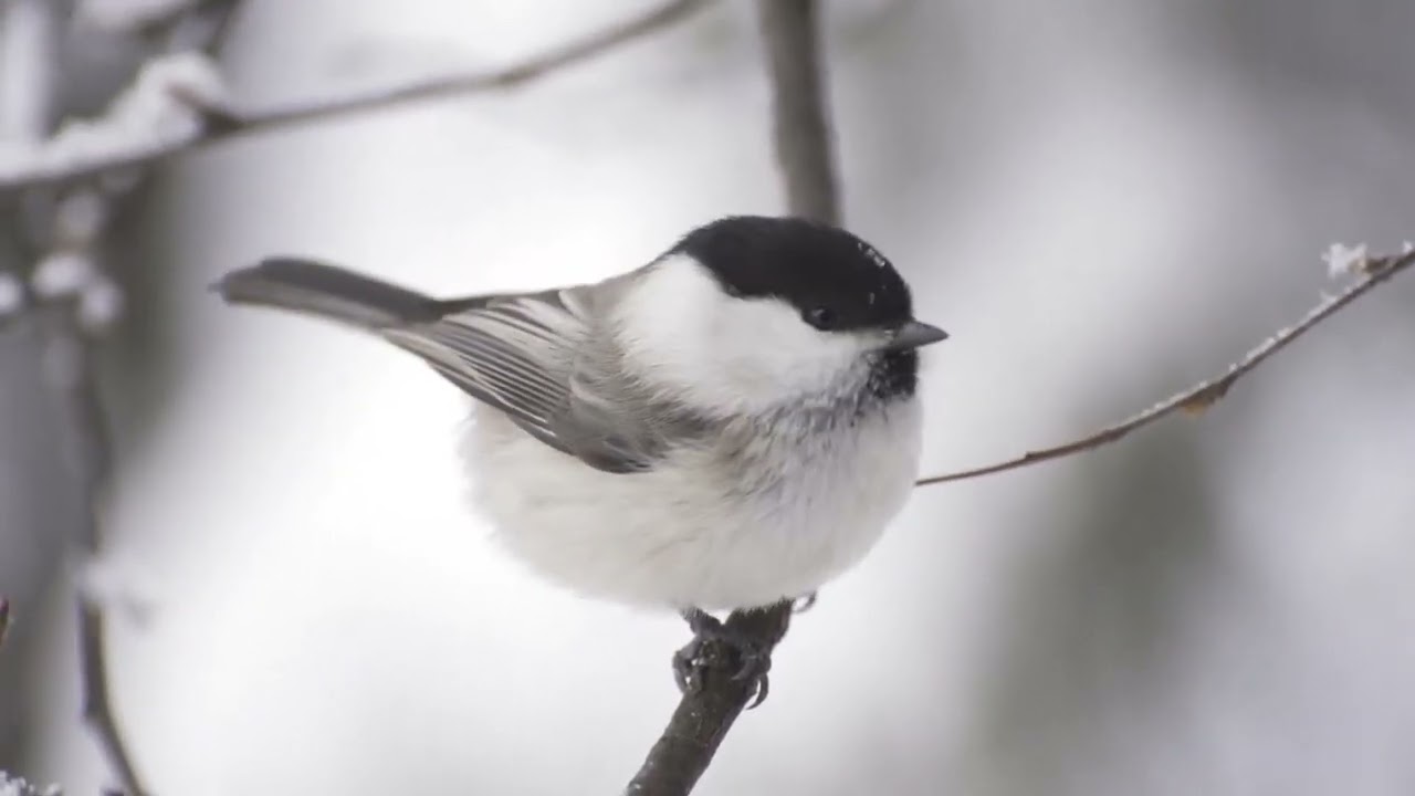 Soothing Relaxation: Relaxing Piano Music & Nature Sounds for Sleep, Meditation, Spa & Yoga