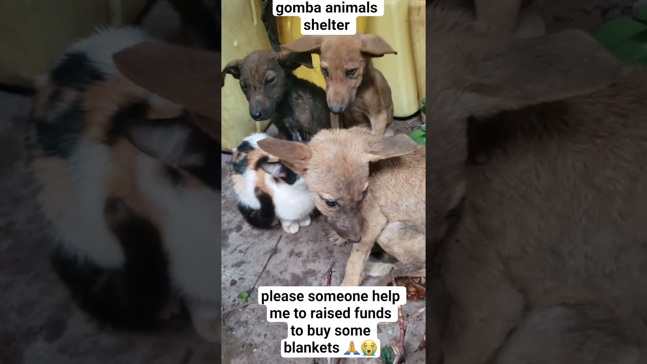 every animal deserves a better life but some need extra support to live 🔗Link in our bio to donate 🙏