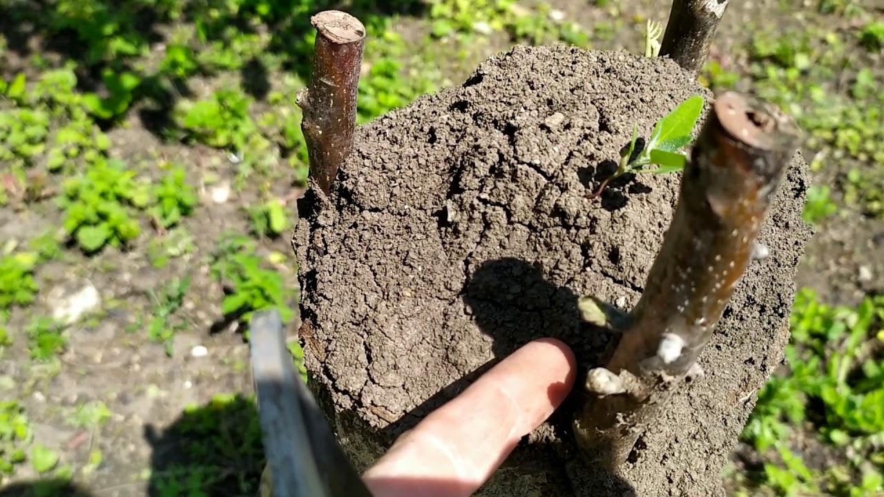 Прививка ореха. Не все так плохо. - YouTube