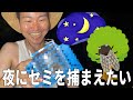 真夜中にセミ捕まえるの、カブト・クワガタよりも難しいんじゃね？