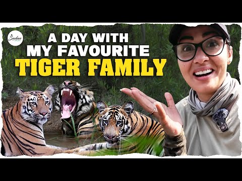 A Day With My Favourite Tiger Family || Wildlife 4K Vlog || Sadaa Wild Stories
