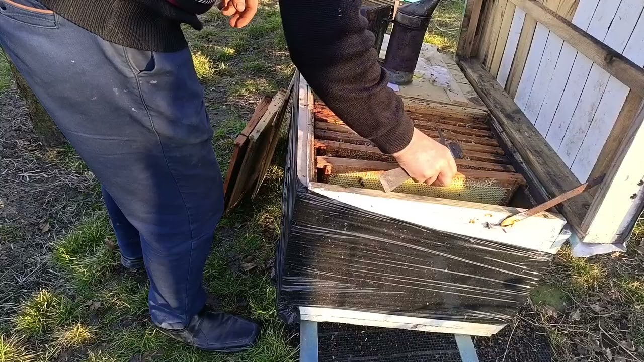 Mortalitate mare la familiile de albine.