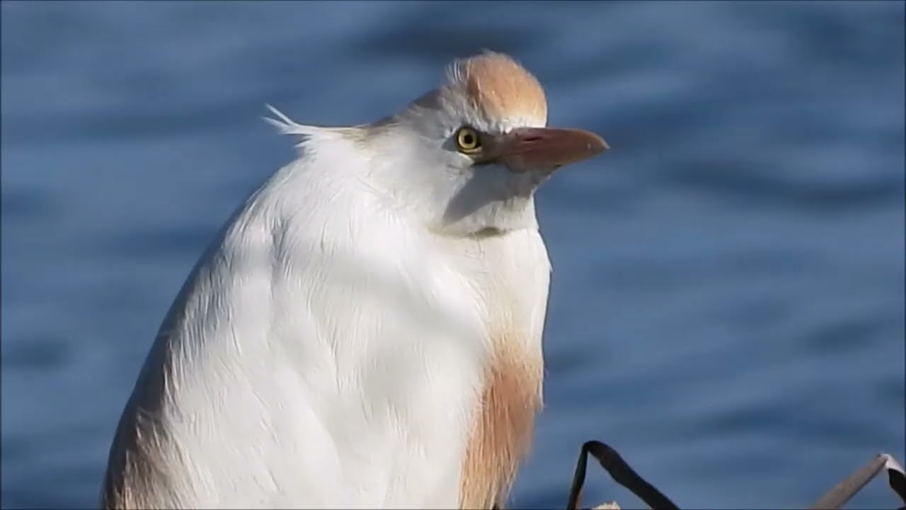 Starcul de cireada, Bubulcus ibis, Cattle Egret