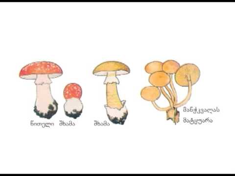 სოკოების სამეფო