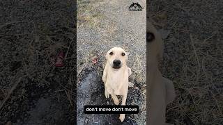 The Story of Saving an Injured Dog #shorts