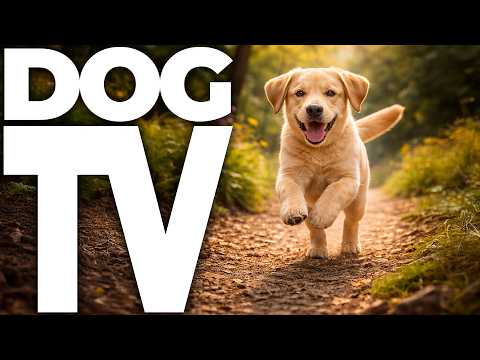 20 Hour Dog TV 🐶 Ultimate Videos for Dogs | Calming Music, Relaxation & All-Day Entertainment