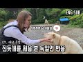 진돗개를 처음 본 외국인 와이프 반응! 한옥카페 힐링 데이트 | 국제커플 | International Couple