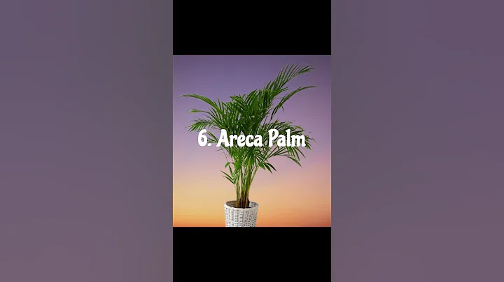 10 Best Indoor Plants  for Beginners #shorts