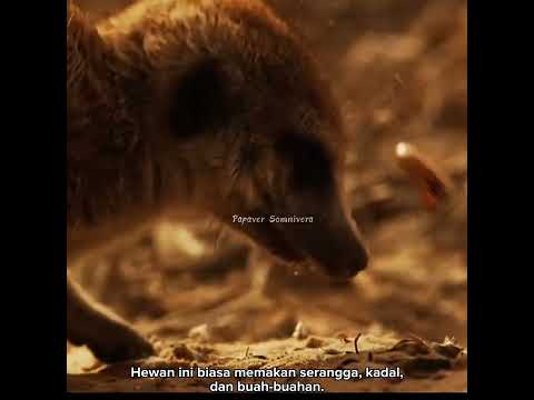 Video: Adakah setiap orang membuat filem meerkat?