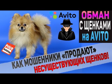 Обман на АВИТО! Как мошенники "продают" щенков и собак. Гениальная схема развода!