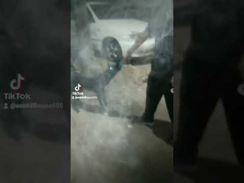 تشريس كلب بلدي