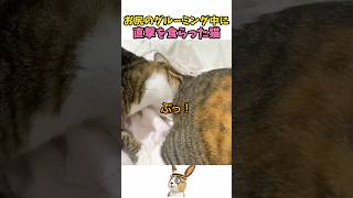 おならをくらった猫の表情が過去一ｗｗ