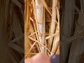 Sugarcane harvesting 1401 #shorts #plantingtips