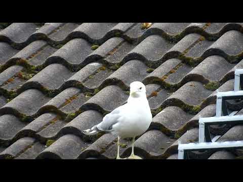 Seagull on a roof 