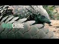 Pangolin Conservation Quiz
