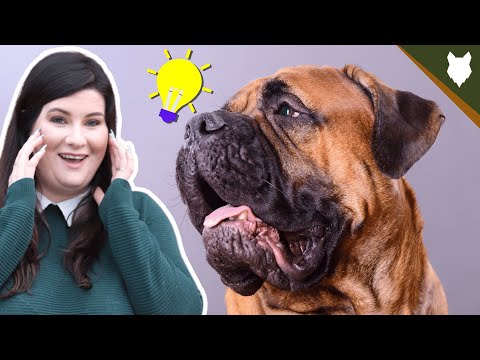 BULLMASTIFF Intelligence Deepdive