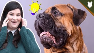 BULLMASTIFF Intelligence Deepdive by Will Atherton Bullmastiff Show 1,617 views 3 years ago 5 minutes, 57 seconds