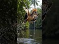 Chim Thủy Tổ Thời Hiện Đại🐦