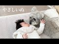 子どもを見守り続けて８年。優しすぎる犬の日常｜シュナウザージジトト
