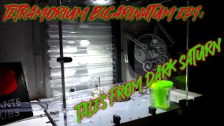 Tetramorium Bicarinatum Ep7: Tetra Highway!!!