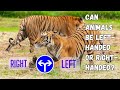 Animal Handedness: Can Animals Be Left-Handed or Right-Handed ?