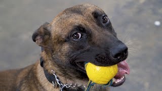 Meet the New Clayton Police K9 Teams!