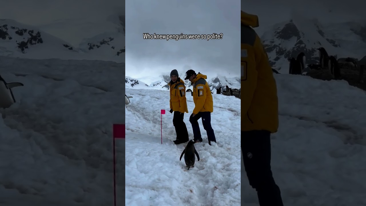 Who knew Penguins were so Polite !