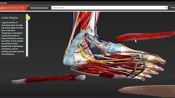 2020 Gale Interactive Human Anatomy