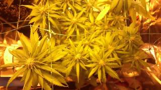 day 21 of the 250w hps 125 cfl grow