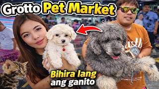 LUXURY DOG BIHIRA LANG ANG GANITO! Grotto Pet Market Dogs, Cats and Birds