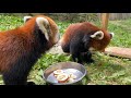 Home Safari – Lin Red Panda – Cincinnati Zoo