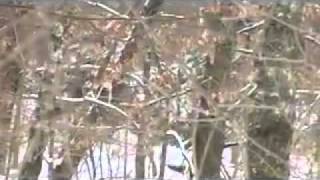Охота на кабана с лайками.(Наш новый видео канал об охоте: http://www.youtube.com/OhotaRybalka., 2011-01-20T15:11:02.000Z)