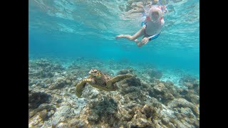 A Girl And A Huge Turtle Swimming Together In The Ocean