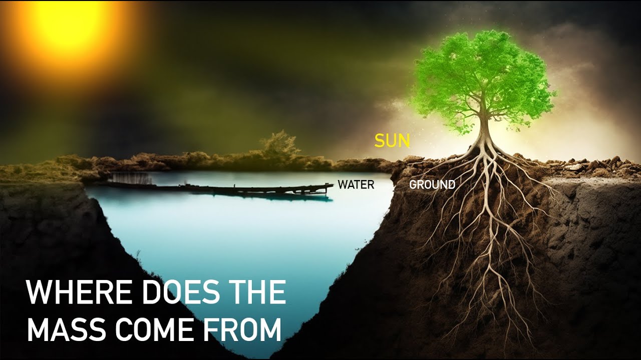 How Do Plants Gain Their Biomass And Why Isn't It About The Soil