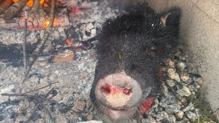 From Piglets to Pork Loin~First Time Harvesting Our Pigs #homesteading #forestpigs #butcher #harvest