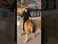 sher ka dahad