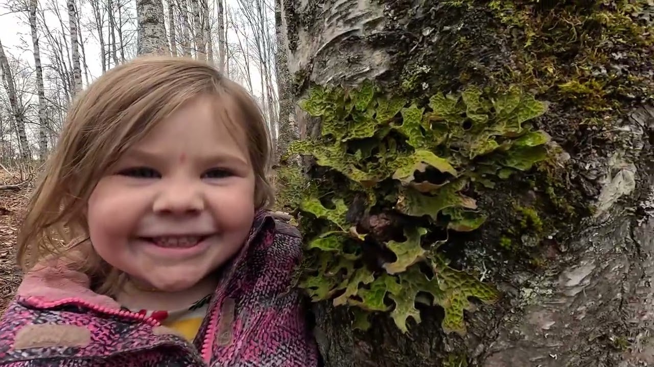 Its Birch Tapping Season In Alaska!