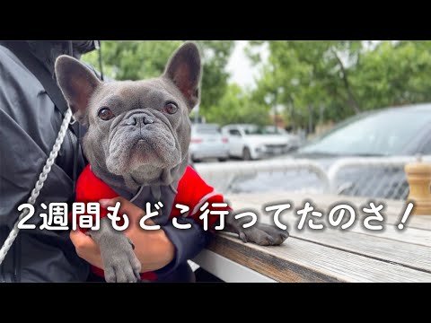 2週間ぶりに飼い主と再会して過ごす愛犬。またお留守番で怒っちゃう？