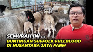 Harga Domba Buntingan Suffolk Full Blood Di Nusantara Jaya Farm | @AGROTV9 
