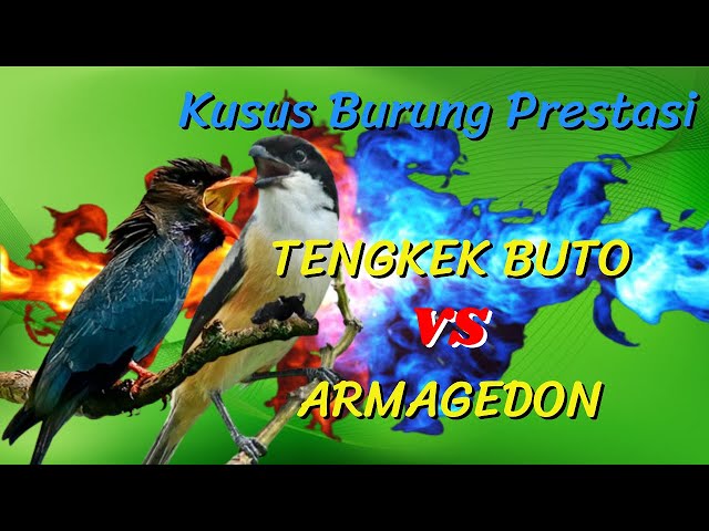 TENGKEK BUTO VS ARMAGEDON | MASTERANNYA BURUNG PRESTASI class=