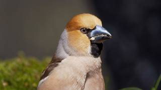 Hawfinch Sound @Birdfun