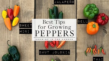 HOW to PLANT and GROW PEPPERS  plus TIPS for growing peppers in HOT CLIMATES